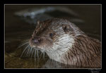 © Objectif Loutres - Stéphane Raimond - La loutre d'Europe portrait