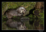 © Objectif Loutres - Stéphane Raimond - La loutre d'Europe mangeant une truite