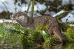 © Objectif Loutres - Stéphane Raimond - La loutre d'Europe dans son environnement naturel