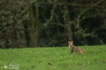 © Objectif Loutres - Stéphane Raimond - chat forestier ( chat sauvage)