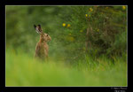 © Objectif Loutre - Stéphane Raimond -lièvre 