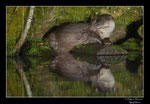 © Objectif Loutres - Stéphane Raimond - La loutre d'Europe dans son environnement naturel