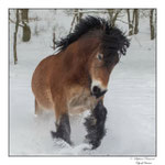 © Objectif Loutres - Stéphane Raimond - cheval ardennais