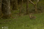 © Objectif Loutres - Stéphane Raimond- chat forestier( chat sauvage)