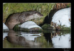 © Objectif Loutres - Stéphane Raimond - La loutre d'Europe, repos sur un rocher enneiger