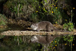 © Objectif Loutres - Stéphane Raimond - La loutre d'Europe et son reflet