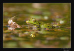 © Objectif Loutre - Stéphane Raimond -grenouille verte