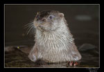 © Objectif Loutres - Stéphane Raimond - La loutre d'Europe cassant la glace pour respirer