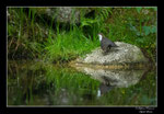 © Objectif Loutres - Stéphane Raimond - Cincle plongeur