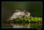 © Objectif Loutres - Stéphane Raimond - La loutre d'Europe 