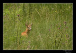 © Objectif Loutres - Stéphane Raimond - Les chevreuils