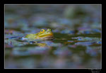 © Objectif Loutre - Stéphane Raimond -grenouille verte