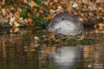 © Objectif Loutres - Stéphane Raimond - Loutre