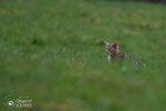 © Objectif Loutres - Stéphane Raimond - chat forestier ( chat sauvage)