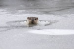 © Objectif Loutres - Stéphane Raimond - La loutre d'Europe cassant la glace pour respirer