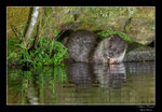 © Objectif Loutres - Stéphane Raimond - Loutre consommant une proie