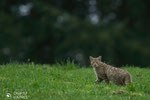 © Objectif Loutres - Stéphane Raimond - chat forestier ( chat sauvage)