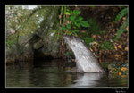 © Objectif Loutres - Stéphane Raimond - La loutre d'Europe dans son environnement naturel