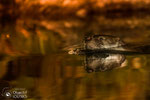 © Objectif Loutres - Stéphane Raimond - Loutre-reflet d'automne