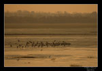  © Objectif Loutre - Stéphane Raimond -vol d'oie Bernaches