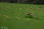 © Objectif Loutres - Stéphane Raimond - chat forestier ( chat sauvage)