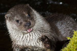 © Objectif Loutres - Stéphane Raimond - La loutre d'Europe 