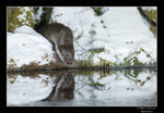 © Objectif Loutres - Stéphane Raimond - Loutre d'Europe et son reflet