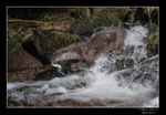 © Objectif Loutres - Stéphane Raimond - La loutre d'Europe dans son environnement naturel