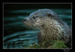 © Objectif Loutres - Stéphane Raimond - La loutre d'Europe au crépuscule