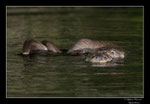 © Objectif Loutres - Stéphane Raimond - Loutrons simulant un accouplement