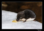 © Objectif Loutre - Stéphane Raimond - Musaraigne aquatique