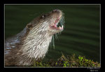 © Objectif Loutres - Stéphane Raimond - La loutre d'Europe dans son environnement naturel