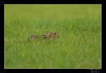 © Objectif Loutre - Stéphane Raimond -lièvre