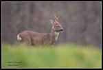 © Objectif Loutres - Stéphane Raimond - Les chevreuils