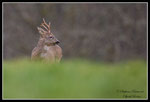 © Objectif Loutres - Stéphane Raimond - Les chevreuils