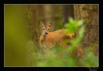 © Objectif Loutres - Stéphane Raimond - Les chevreuils