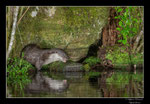 © Objectif Loutres - Stéphane Raimond - Loutre