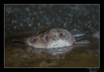 © Objectif Loutres - Stéphane Raimond - La loutre d'Europe cassant la glace pour prendre sa respiration