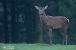 © Objectif Loutres - Stéphane Raimond- cerf