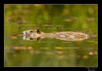 © Objectif Loutre - Stéphane Raimond - ragondin