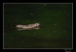 © Objectif Loutre - Stéphane Raimond -campagnol amphibie