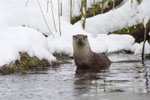 © Objectif Loutres - Stéphane Raimond - La loutre d'Europe photographiée de jour