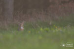 © Objectif Loutres - Stéphane Raimond- chat forestier( chat sauvage)