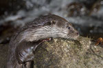 © Objectif Loutres - Stéphane Raimond - La loutre d'Europe se hissant sur un rocher