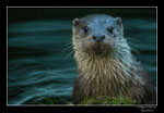 © Objectif Loutres - Stéphane Raimond - La loutre d'Europe au crépuscule