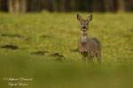 © Objectif Loutres - Stéphane Raimond - Les chevreuils