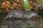 © Objectif Loutres - Stéphane Raimond - Loutre femelle