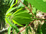 very young tapioka-leaves