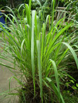 Lemon grass