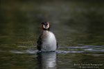Svasso maggiore (podiceps cristatus)